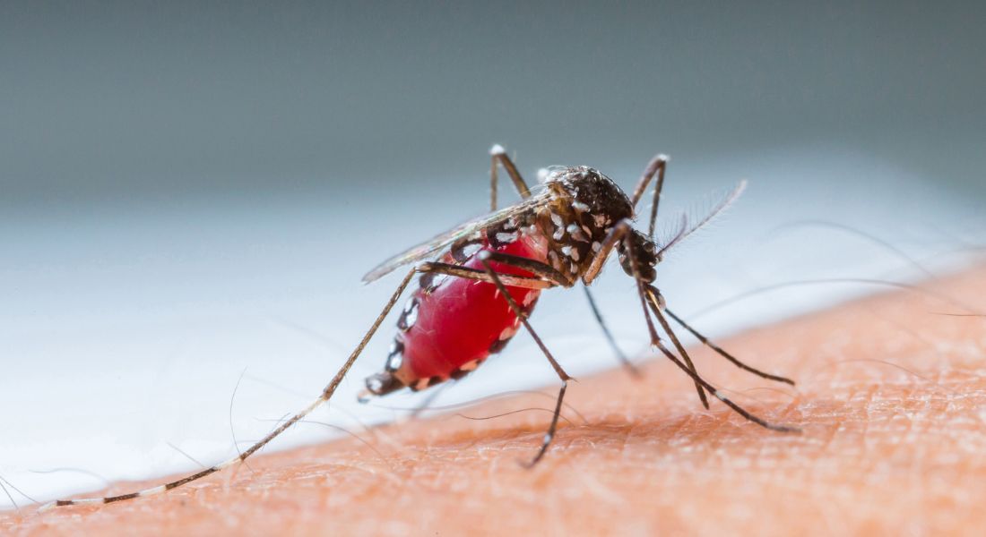 Dengue fever