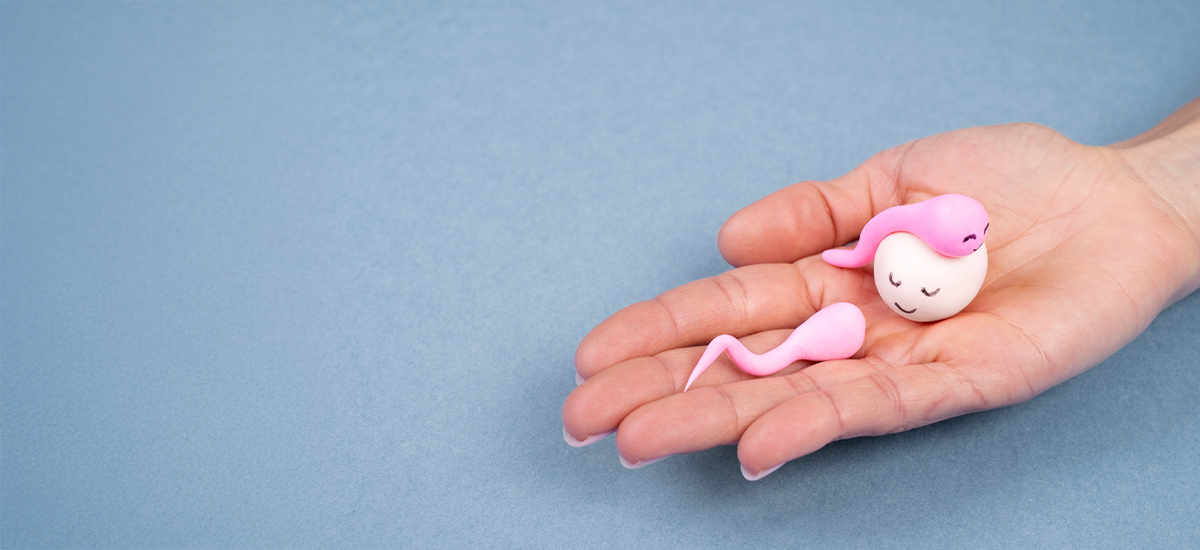 Female Fertility, Explained by a Three-Link Chain: Egg, Window, Path