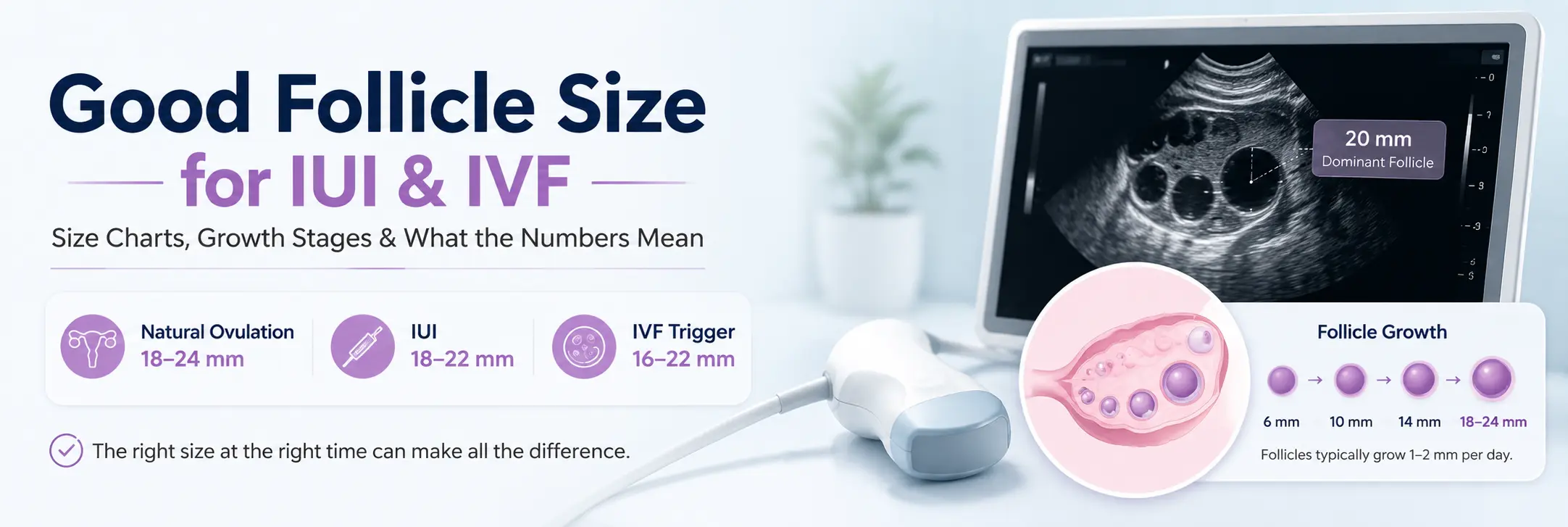 Good Follicle Size for IUI & IVF: Size Charts, Growth Stages & What the Numbers Mean