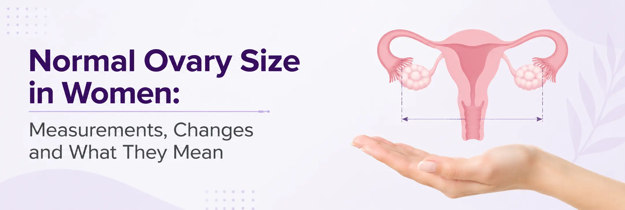 Normal Ovary Size in Women: Measurements, Changes and What They Mean