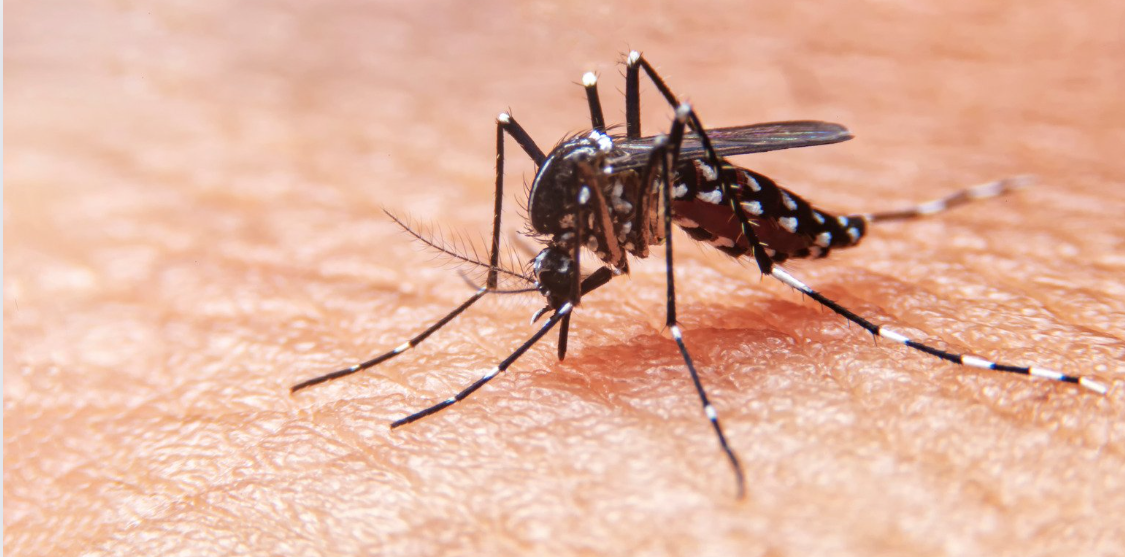 Dengue
