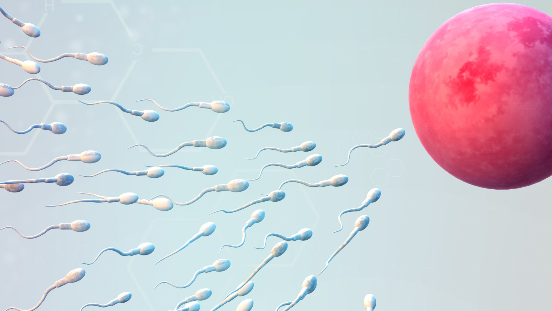 embryo donor treatment